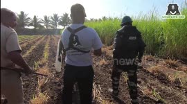 Wildlife officials relocate leopard roaming sugarcane field near Indian village