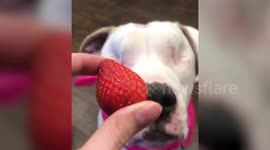'I'm never alone anymore': US woman's blind dog is an Instagram star