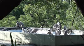 Monkey playtime on the roof