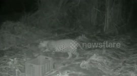 Moment leopard is reunited with cubs after becoming separated in India