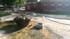 White Stork Birds Slow Life In Zoo