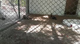 Twins Indian Ducks rare type in Egypt Zoo