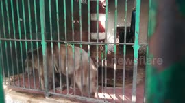 Lonely Brown Bear Isolated In Giza Zoo