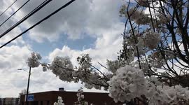 Charlotte Cherry Blossom