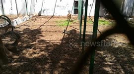 Family Of Indian Common Eland In Zoo