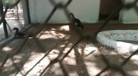 Indian Brown Ducks Found In Giza Zoo