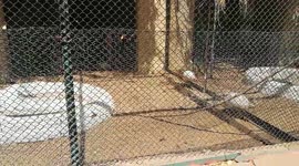 Indian White Helmeted Guineafowl Kept In Zoo