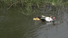 Mother duck and baby ducklings explore their surroundings.