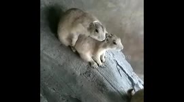 Funny prairie dogs mating in front of zoo visitors