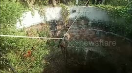 Locals use ropes to rescue deer from bottom of farm well in India