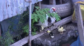 Mother duck and her ducklings getting ready for bed after a long first day swimming around their pond.