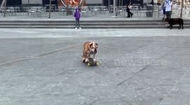 Skateboarding Bulldog
