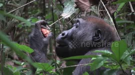Gorilla eats fruit and leaves.