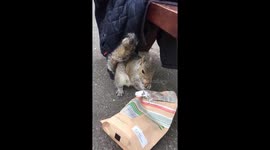 Squirrel munching on nuts