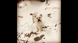 Romeo's itchy tail
