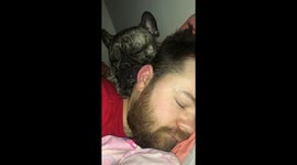 Snoring little Pooch