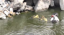 Mother duck and her ducklings race at high speed across a pond.
