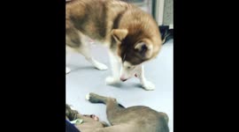 Yuki wants to play some more with Kokoro