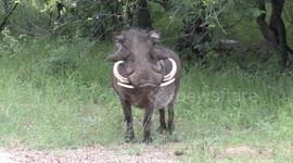 Meet the real Pumbaa! Huge male warthog gets on knees to munch grass