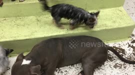 Yorkie Kobe wants to play naughty with Pitbull Kokoro