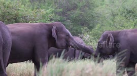 Herd of elephants frolicking at national park in Sri Lanka