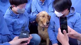 Golden retriever refuses to leave coronavirus medical workers who took care of it for two months in Hubei