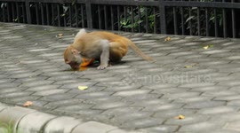 Monkey Snatching Food Items From People Inside Zoo