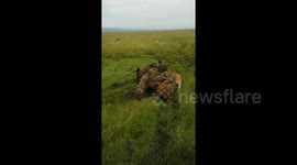 Incredible footage of a lioness pride taking down a pack of hyenas