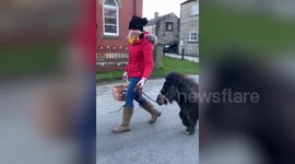 Shetland pony delivers supplies to vulnerable people in Leyburn, UK