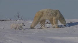 Polar bear cubs venture out of their den for the first time in Canada