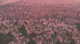 Spring in Greece, The Flowering Peach Trees of Veria from a drone