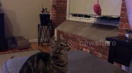 Finn the cat plays fetch with his favorite mouse in Massachusetts