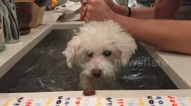 US pet owner uses sink as aerobics pool for blind dog during COVID-19 lockdown