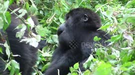 Young gorilla who lost hand in poacher's snare now living its best life