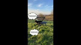 Milo the Chocolate Lab doesn’t quite get the social distancing memo