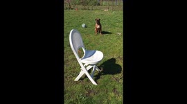 Boxer Dog Tricks
