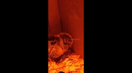 Baby Chicks fall asleep