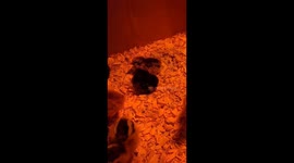 Baby chickens look like kids falling asleep