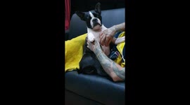 Boston terrier likes his mom!!