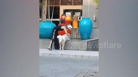 Heartwarming moment pedestrian sprays hand sanitiser on stray dogs to protect against Covid-19