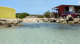 Great Dane on the beach