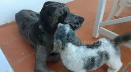 Small dog kissing Great Dane