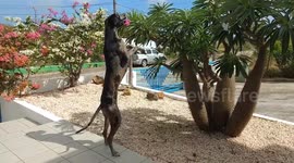 Great Dane smelling