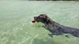 Great Dane loves swimming