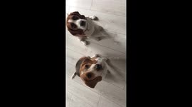 2 Beagles are doing a trick “spin around”