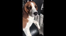 A beagle Bella is falling asleep