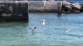 Seaguls at Curaçao