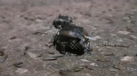 Banded bullfrog eats mayflies that landed in garden after rainstorm in Thailand