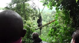 Huge silverback gorilla shows gymnastic skills as he climbs a slender tree to get at food