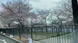 Washington DC, Tidal Basin Cherry blossoms